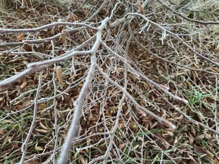 Frosen Tree
