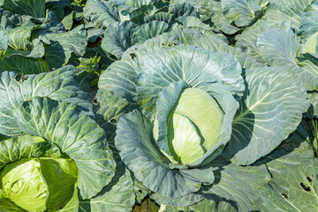 Close-up of the fresh cabbage growing in the field, Taiwan.
