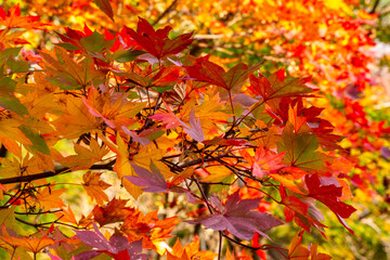 Colorful maple leaves in autumn in momiji season of Japan