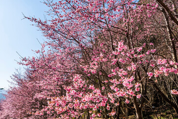 Landscape of pink cherry blossoms at the Sakura Gardens of Wuling Farm in Taichung Shei-Pa National Park, Taiwan.
