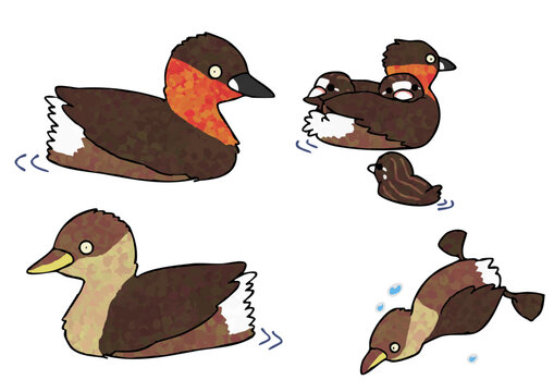 Little Grebe
