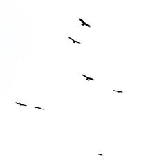 A flock of birds in flight isolated on a white background