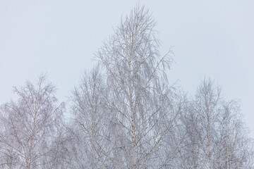 A tree with bare branches and a sky background
