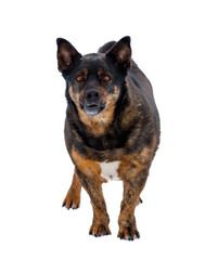 A large dog with a black and brown coat stands on a white background
