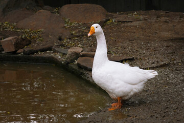 A white duck standing by a muddy water edge in a tranquil natural setting, observing the rippling water during a calm afternoon