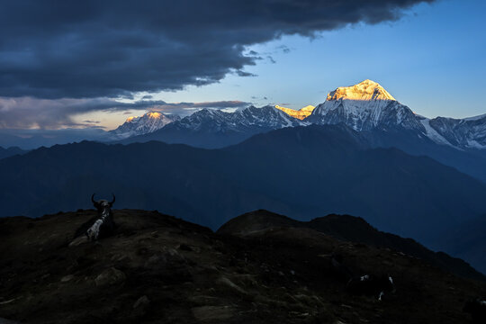 Golden peaks of Dhaulagiri range viewed from Khopra ridge of Nepal