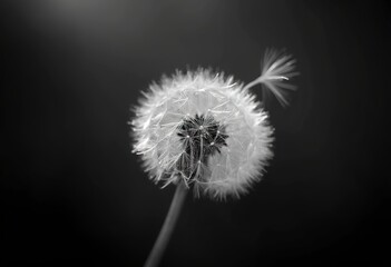 Obraz premium A close-up black and white image of a dandelion seed head with its delicate feathery filaments blowing in the wind against a dark background