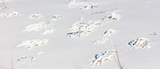 A branch covered in snow is laying on the ground