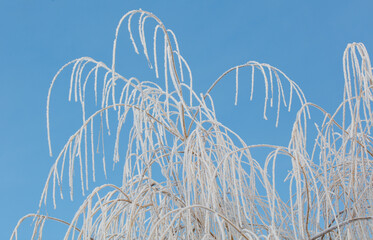 A tree with a lot of snow on it is in front of a blue sky