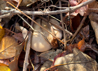 A small egg is laying on top of some leaves