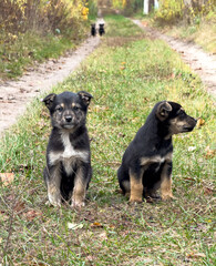 Two puppies sit on the grass next to each other