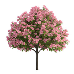 Obraz premium A beautiful pink flowering tree with lush foliage, isolated on a white background. Perfect for illustrating nature and spring themes.