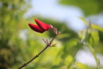 close up of red dadap flower or erythrina crista galli flower in bloom