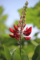 close up of red dadap flower or erythrina crista galli flower in bloom