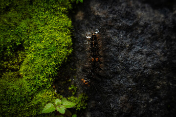 Caterpillar with Dew Drops on Mossy Rock