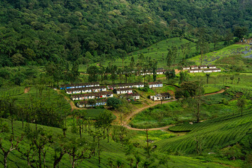 Lush Green Hills and Village Life in a Tea Plantation