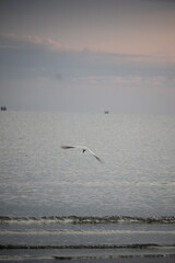 storks playing on the beach with blurred background