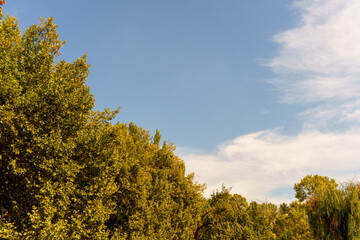 A tree covered forest with a clear blue sky