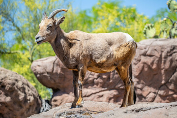 A Bighorn Sheep in the field of Tucson, Arizona