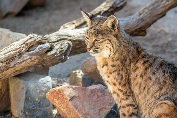 A yellow and black spotted Bobcat in Tucson, Arizona
