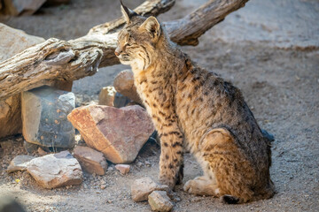 A yellow and black spotted Bobcat in Tucson, Arizona