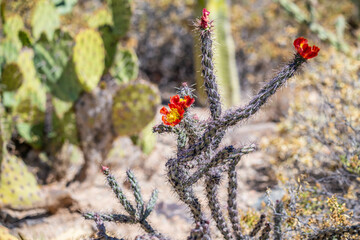 A flowering cactus in Tucson, Arizona