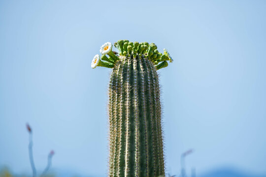 A flowering cactus in Tucson, Arizona