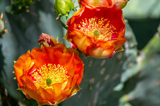 A flowering cactus in Tucson, Arizona