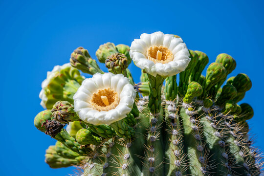 A flowering cactus in Tucson, Arizona