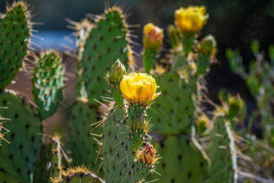 A flowering cactus in Tucson, Arizona