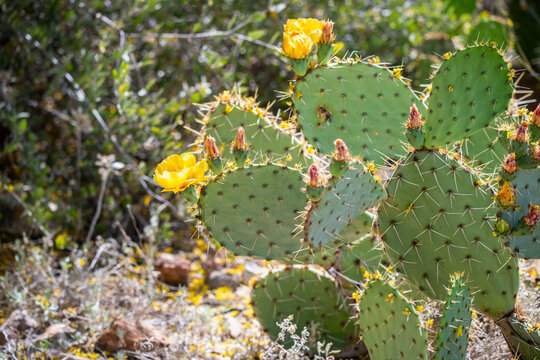 A flowering cactus in Tucson, Arizona
