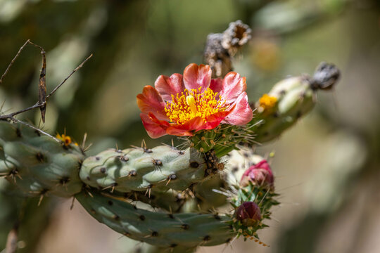 A flowering cactus in Tucson, Arizona