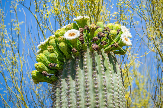 A flowering cactus in Tucson, Arizona