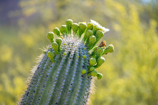A flowering cactus in Tucson, Arizona
