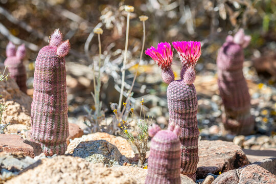 A flowering cactus in Tucson, Arizona