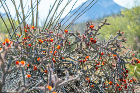 A flowering cactus in Tucson, Arizona