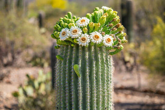 A flowering cactus in Tucson, Arizona