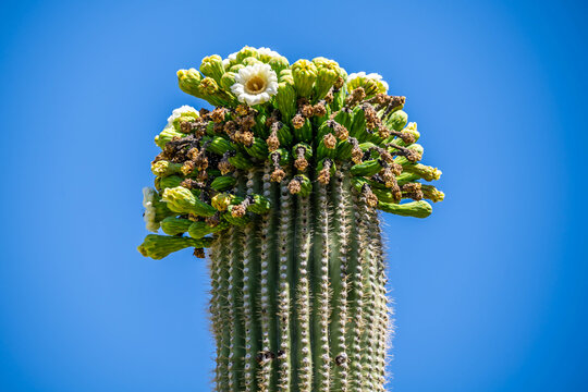 A flowering cactus in Tucson, Arizona