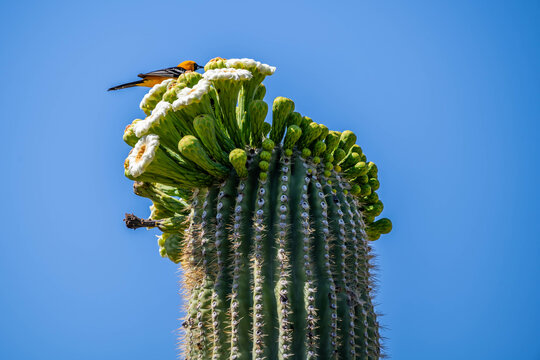 A flowering cactus in Tucson, Arizona