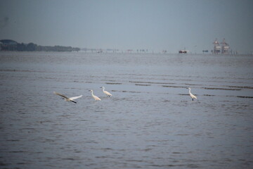 storks playing on the beach with blurred background