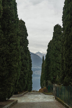 Cypress alley leading to the lake and mountains