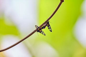 Close-up view of butterflies mating  on branch