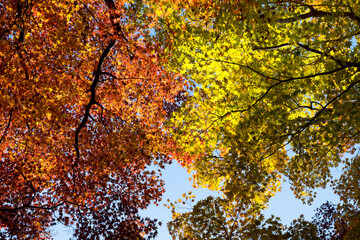 2024.11富山市の呉羽山明るい紅葉