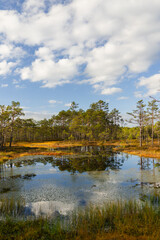 Pine trees and clouds on blue sky reflecting in a bog lake, Estonia