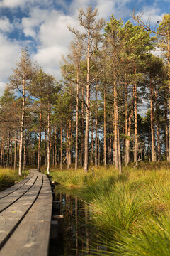 Boardwalk through the wetland leading into woods, Viru bog, Estonia