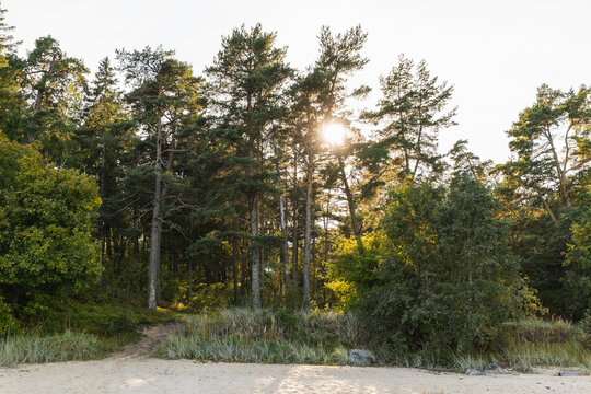 Landscape beach view of a sun shining through the pine tree forest