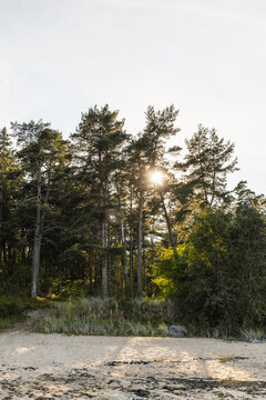 Beach view of sun shining through pine tree forest