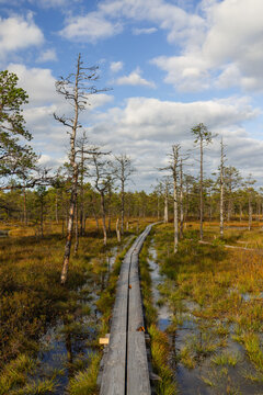 Boardwalk through the bog on a sunny day, Viru raba, Estonia