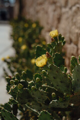 Blooming Yellow Cactus Flower - Desert Succulent in Full Bloom