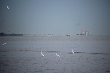 storks playing on the beach with blurred background